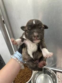 Rescue Terrier and Mixed Breed Dogs for Adoption in Fort Worth, Texas - 59657598 | PetCurious