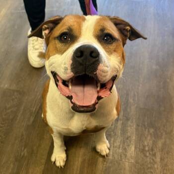 Rescue Pit Bull Terrier Dogs for Adoption in East St. Louis, Illinois - Larkspur | PetCurious