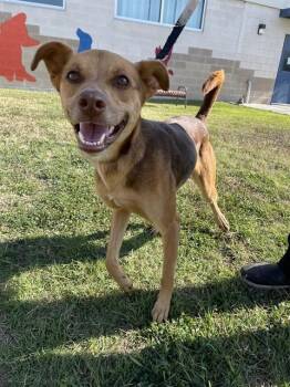 German Shepherd Dog and Mixed Breed Dogs Available for Adoption - HAZEL | PetCurious