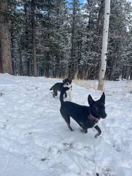 Terrier Dogs Available for Adoption in Evergreen, Colorado - Faye Sponsored Adoption Fee | PetCurious