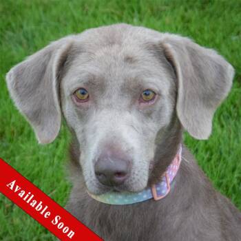 Izzy -  Weimaraner and Labrador Retriever Dog for Adoption in Huntley, Illinois - Izzy | PetCurious