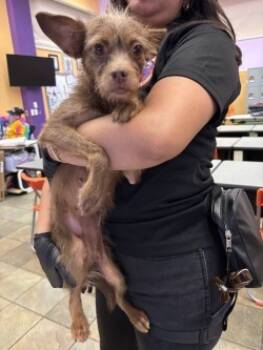 Rescue Chihuahua and Mixed Breed Dogs for Adoption in El Paso, Texas - GINGER | PetCurious