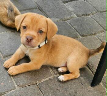 Mixed Breed Dogs Available for Adoption in Mesa, Arizona - Rei | PetCurious