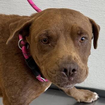 110915 -  Mixed Breed Dog for Adoption in Las Cruces, New Mexico - 110915 | PetCurious