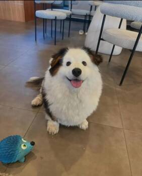Tinker -  Pembroke Welsh Corgi Dog for Adoption in Woodsfield, Ohio - Tinker | PetCurious