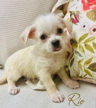 Rio -  Shih Tzu Dog for Adoption - Rio | PetCurious