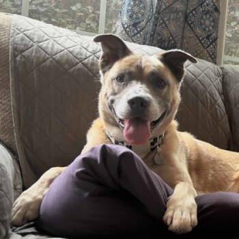 Ruxin -  Shepherd and Collie Dog for Adoption in Atlanta, Georgia - Ruxin | PetCurious