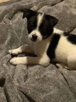 Garrett -  Rat Terrier and Chihuahua Dog for Adoption in Indianapolis, Indiana - Garrett | PetCurious