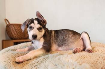 Moku -  Mixed Breed Dog for Adoption in Mesa, Arizona - Moku | PetCurious
