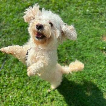 Lullaby -  Mixed Breed Dog for Adoption in Jarrettsville, Maryland - Lullaby | PetCurious