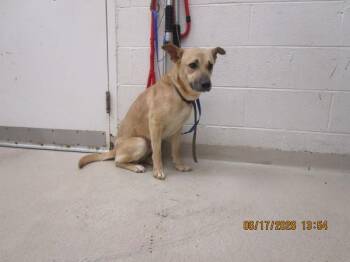(875) -  Shepherd Dog for Adoption in Marietta, Georgia - (875) | PetCurious