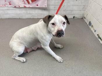 Pit Bull Terrier Dogs Available for Adoption - PRECIOUS | PetCurious