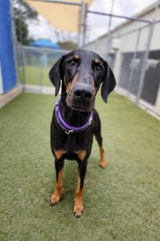 Doberman Pinscher Dogs Available for Adoption in Oakland Park, Florida - Billy 3559 | PetCurious