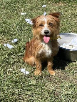 Yorkshire Terrier Dogs Available for Adoption in Brownstown, Indiana - Ember | PetCurious
