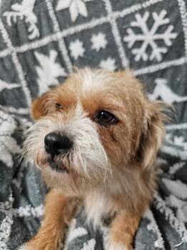 Delma WV14504-T LOCAL Adoption Event in Woodinville 8/23 -  Shih Tzu Dog for Adoption in Missouri City, Texas - Delma WV14504-T LOCAL Adoption Event In Woodinville 8/23 | PetCurious