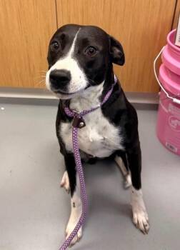 Terrier Dogs Available for Adoption in Hartsville, South Carolina - Dolly (mom Of Dx5) | PetCurious