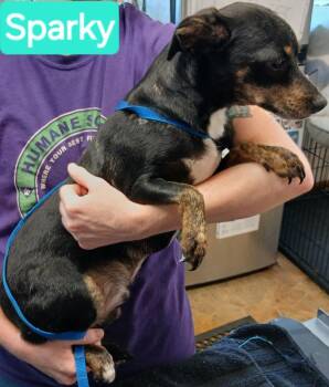 Sparky -  Dachshund and Miniature Pinscher Dog for Adoption in Mena, Arkansas - Sparky | PetCurious