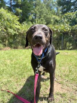 Virgina Woof -  Chocolate Labrador Retriever Dog for Adoption in Winnsboro, South Carolina - Virgina Woof | PetCurious