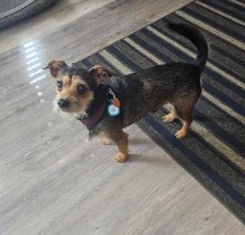 Fred -  Chihuahua and Yorkshire Terrier Dog for Adoption in Wichita, Kansas - Fred | PetCurious