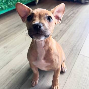 Pringle -  American Bully and Terrier Dog for Adoption in Las Vegas, Nevada - Pringle | PetCurious