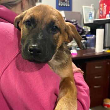 Autumn -  Shepherd Dog for Adoption in Wappingers Falls, New York - Autumn | PetCurious