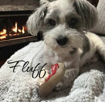 Havanese Dogs Available for Adoption - Fluff | PetCurious