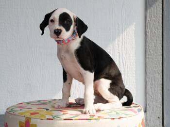 Spice Girls Litter - Scary Spice -  Mixed Breed Dog for Adoption in Savage, Minnesota - Spice Girls Litter - Scary Spice | PetCurious