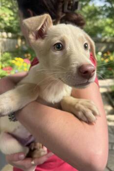 Terrier Dogs Available for Adoption in Elmsford, New York - Andromeda Available 6/4 | PetCurious
