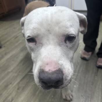 Smokey -  Mixed Breed Dog for Adoption in Summerville, South Carolina - Smokey | PetCurious