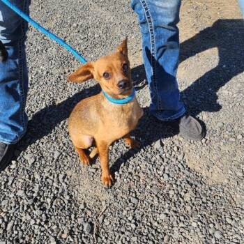 Chihuahua Dogs Available for Adoption - Ranger | PetCurious