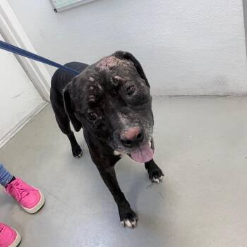 Phoenix -  American Bulldog and Mixed Breed Dog for Adoption in Jupiter, Florida - Phoenix | PetCurious