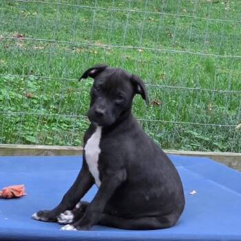 Sandals -  Labrador Retriever Dog for Adoption in Wake Forest, North Carolina - Sandals | PetCurious