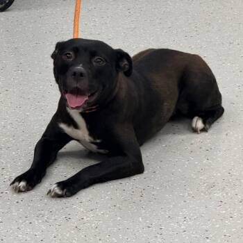 Bashful -  Pit Bull Terrier Dog for Adoption in Indianapolis, Indiana - Bashful | PetCurious