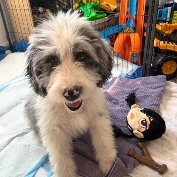 Standard Poodle Dogs Available for Adoption - Nortic | PetCurious