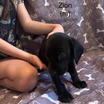 Zion -  Mixed Breed Dog for Adoption in Fredericksburg, Virginia - Zion | PetCurious