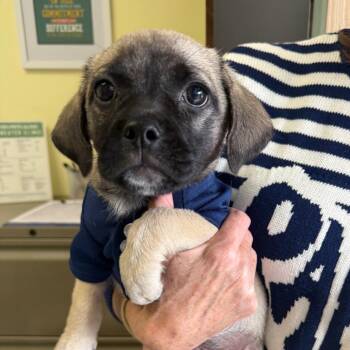 Pug Dogs Available for Adoption in Houston, Texas - Darla | PetCurious