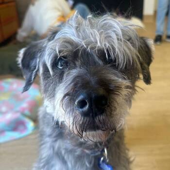 Kennedy 14139 -  Schnauzer Dog for Adoption in San Francisco, California - Kennedy 14139 | PetCurious