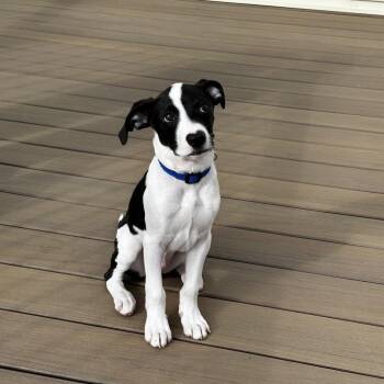 Retriever and Hound Dogs Available for Adoption - Lightning | PetCurious