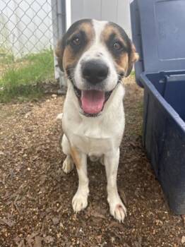 Petey -  Hound Dog for Adoption in Osage Beach, Missouri - Petey | PetCurious