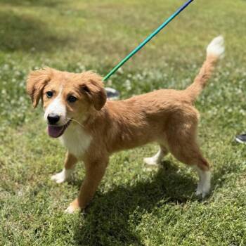 Poodle Dogs Available for Adoption in Locust Fork, Alabama - Beetle | PetCurious