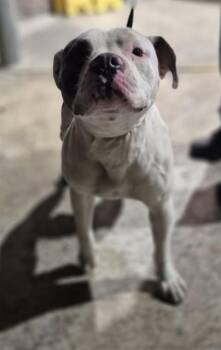 American Bulldog Dogs Available for Adoption in San Antonio, Texas - THOMAS | PetCurious