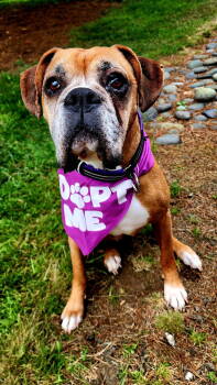 Rescue Boxer Dogs for Adoption in Woodinville, Washington - KJ | PetCurious