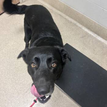 Ransom -  Shepherd and Mixed Breed Dog for Adoption in Bristol, Indiana - Ransom | PetCurious