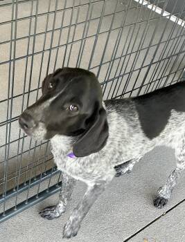 German Shorthaired Pointer Dogs Available for Adoption in Thomson, Georgia - Ike | PetCurious