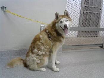 Rescue Siberian Husky and Mixed Breed Dogs for Adoption in Pasadena, Texas - A179333 | PetCurious