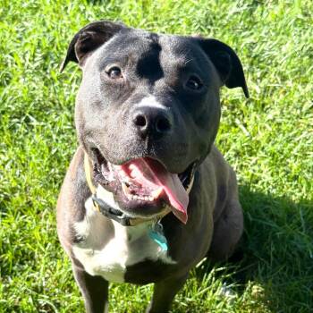 Kaiser -  Mixed Breed Dog for Adoption in Owosso, Michigan - Kaiser | PetCurious