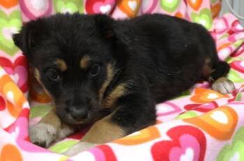 Rescue Shepherd Dogs for Adoption in Thief River Falls, Minnesota - Bryson | PetCurious
