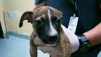 Rescue Pit Bull Terrier and Mixed Breed Dogs for Adoption in Tulsa, Oklahoma - FLOUNDER | PetCurious