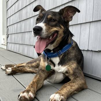 Black Mouth Cur and Catahoula Leopard Dog Dogs Available for Adoption in Chatham, New Jersey - Smores | PetCurious