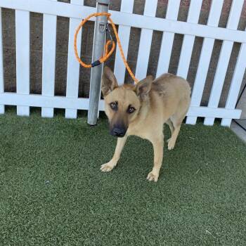 MARIGOLD -  German Shepherd Dog Dog for Adoption in Modesto, California - MARIGOLD | PetCurious